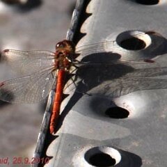 Libelle_2010-09-25_2645 Frühe Adonislibelle?