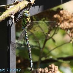 Libelle_2012-09-07_0528 Blaugrüne Mosaikjungfer