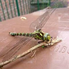 Libelle_2013-07-26_0244 Blaugrüne Mosaikjungfer