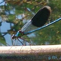 Libelle_2013-08-21 Gebaenderte Prachtlibelle_0333 Gebänderte Prachtlibelle