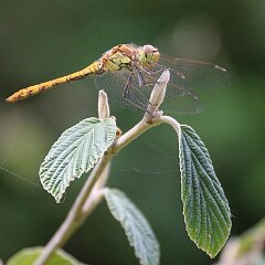 Libelle_2014_08_03_1153 Große Heidelibelle?