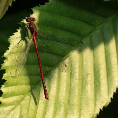 Libelle_2017_06_01_6601 Frühe Adonislibelle