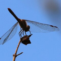 Libelle_2017_09_03_9083 Große Heidelibelle?