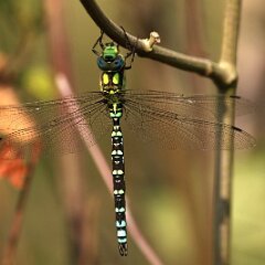 Libelle_2017_09_24 Blgr Mosaikjungfer_9589 Blaugrüne Mosaikjungfer
