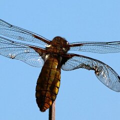 Libelle_2018_05_07 Plattbauch_2586