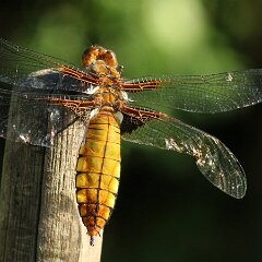 Libelle_2018_05_07 Plattbauch_2606