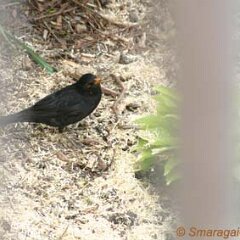 Amsel Schwarzdrossel_2009-05-04_4932