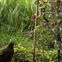 Amsel Schwarzdrossel_2014-04-06_7511