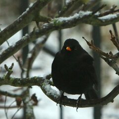 Amsel Schwarzdrossel_2017_01_24_3898