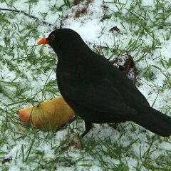 Amsel Schwarzdrossel_2017_01_24_3902