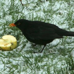 Amsel Schwarzdrossel_2017_01_24_3905