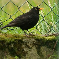 Amsel Schwarzdrossel_2017_04_01_5175