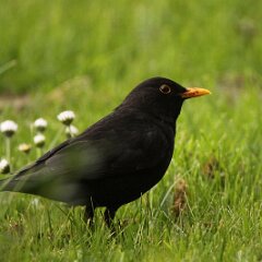 Amsel Schwarzdrossel_2017_04_15_5352