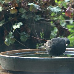 Amsel Schwarzdrossel_2025-10-20_5904