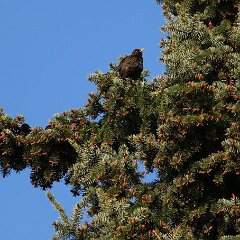 Amsel_2016_05_07_0138