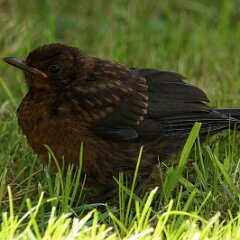 Amsel_2017_08_06_8845
