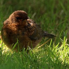 Amsel_2017_08_06_8847