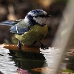 Blaumeise_2017_04_07_5239