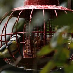 Blaumeise_2017_10_08_9909