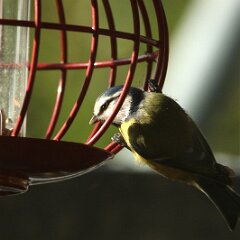 Blaumeise_2017_10_29_0237