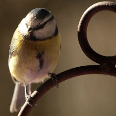 Blaumeise_2018_02_23_1839