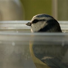 Blaumeise_2018_02_23_1864