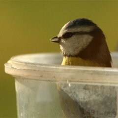 Blaumeise_2018_02_23_1865