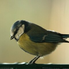 Blaumeise_2020_01_01_1182