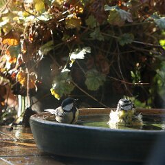 Meisen_2025-10-20_5899