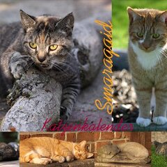 Cats2014_Leliaardjes