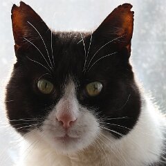 Felix_2023-03-03_1033