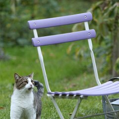 Tiger Tom_2025-10-20_5907