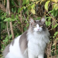 Tiger_2025-10-18_5891