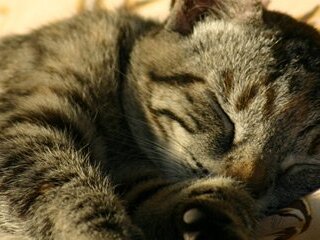 Gartentiger 2004-2005