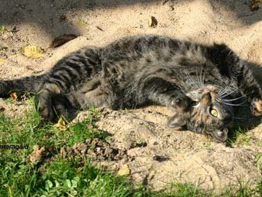 Gartentiger 2006