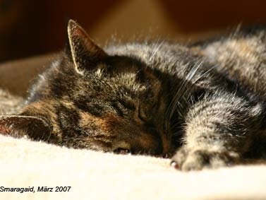 Gartentiger 2007
