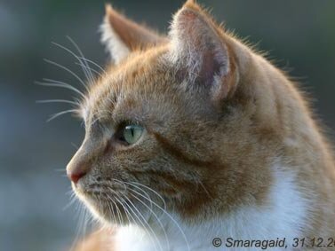 Gartentiger 2008