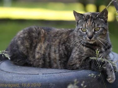 Gartentiger 2010