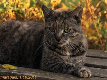 Gartentiger 2011