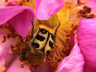 Insekten