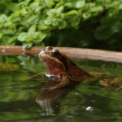 Frosch_2015_09_01_7461