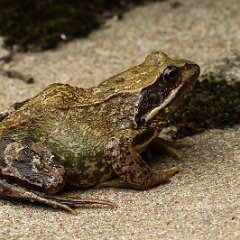 Grasfrosch_2017_08_09_8879