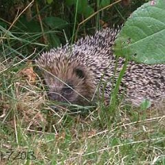 Muesli_2013-07-19_0217