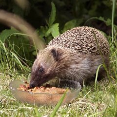 Muesli_2014-05-31_9567