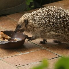 Muesli_2014_08_17_1303