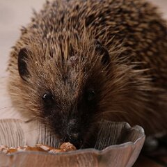 Muesli_2019_05_17_8882