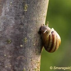 Schnecke_2011-04-27-an-Walnuss_3303
