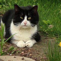 Tiger_2017_04_07_Kuhkater_5232 Zwei Jahre später wurde aus dem Kuhkater der Felix und er zog ein :-)