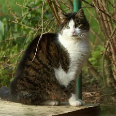 Tiger_2018_02_12_1557 Die Pommy