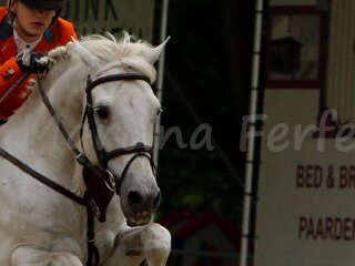 Dutch Youngster Festival